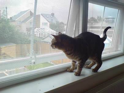 Seekor kucing berdiri di ambang jendela, dan jendelanya terbuat dari layar serangga galvanis.