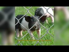 Kain Pagar Rantai Suhu Amerika 6 Kaki X 8 Kaki Panel Patrol Perimeter Galvanis GAW