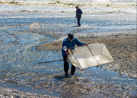 10meshx10mesh Alloy Whitebait Mesh Untuk Memperbaiki Whitebait Net atau Membuat Layar