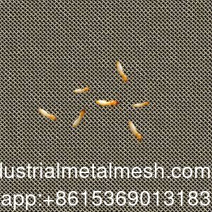 AISI 304 316 316L Anti-rayap Kawat Anyaman Stainless Steel