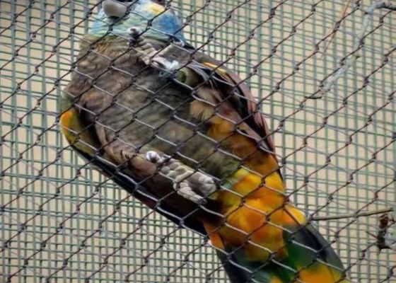 Ss 304 Ss 316 Kawat Jaring Tali Baja Tahan Karat Jaring Tali Ferrule Baja Tahan Karat untuk Dijual