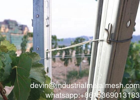 Tiang Anggur Galvanis Murah 2.0-2.8m Baja Logam Tiang Teralis Kebun Anggur
