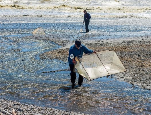 10meshx10mesh Alloy Whitebait Mesh Untuk Memperbaiki Whitebait Net atau Membuat Layar